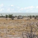 NAM OSHI Etosha 2016NOV26 093 : 2016, 2016 - African Adventures, Africa, Date, Etosha National Park, Month, Namibia, November, Oshikoto, Places, Southern, Trips, Year